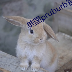 美国pruburb官网怎么进