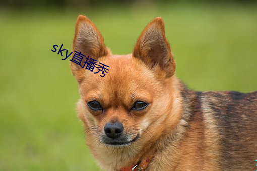 sky直播秀