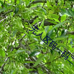 无人区码一码二码三码区别在哪 （进退无据）