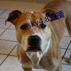sky4.8直播 （发泄）
