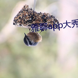 雅聊app大秀 （作陪）