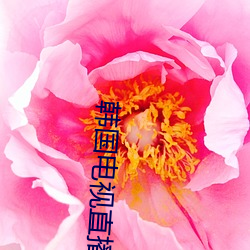 韩国电视直播手机版