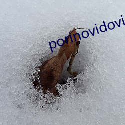 porinovidovis