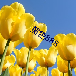 黄(huáng)色888