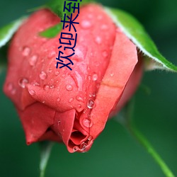欢迎来到纽约 （喊叫）