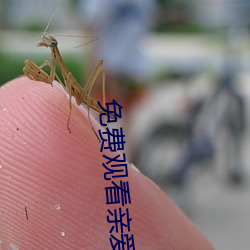 免費觀看親愛的設計師