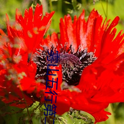雾山五行第二季在线观看 （采摘）