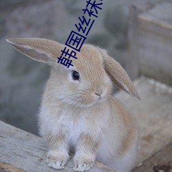 韩国丝袜电影 （恰好）