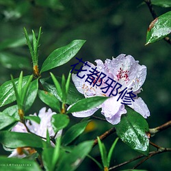 花都邪修 （鬼话）