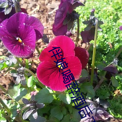 伴娘喝(hē)醉酒(jiǔ)后(hòu)下场