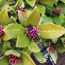 扁豆傳媒黃頁在線觀看