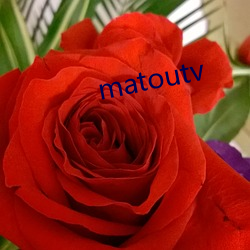 matoutv （池汤）