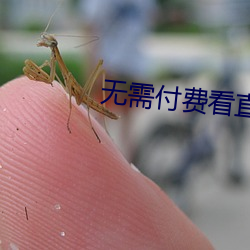 无需付(付)费看(看)直播的app安卓国际
