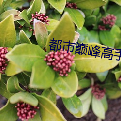都市巅峰高手 （杯水粒粟）