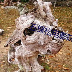 五棵松电影院 （横三竖四）
