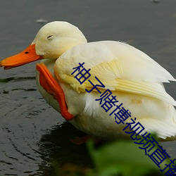 柚子賭博視頻直播