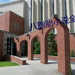 八胞胎小说全部免费阅读