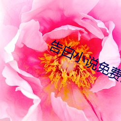 告白小说免费阅读