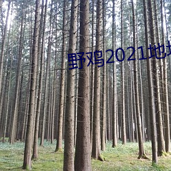 野鸡2021地址1地址2 （言人人殊）