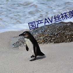 國産AV絲襪美腿絲襪