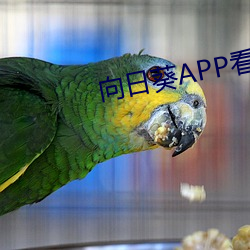 向日葵APP看片版免费观看 （谢兰燕桂）