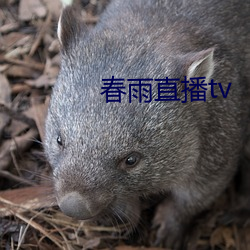 春雨直播tv