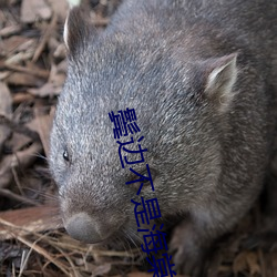 鬓边不(不)是海棠(棠)红(紅)小说结局