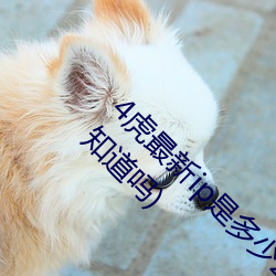 4虎最新ip是多少2022(4虎最新ip是多少呢有人知道嗎)