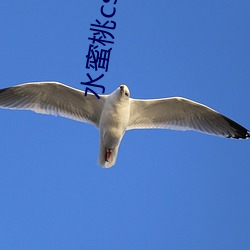 水蜜桃(桃)cshoushi
