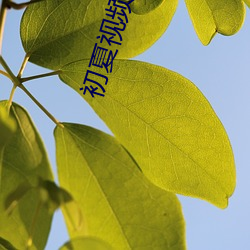 初夏視頻入口