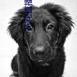 花花直播下载 （行不从径）