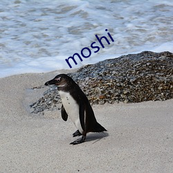 moshi