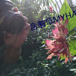 含羞(羞)草MYHANXIUCAO