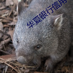 华(華)夏银行信(信)用(用)卡(卡)app叫什么