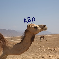 ABp