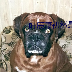 叶辰萧初然最新章节更新