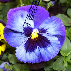 丁香花在線影院