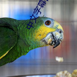 中文字幕自拍
