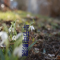 毕节电影(影)院