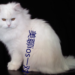 美聊ios一對一視頻