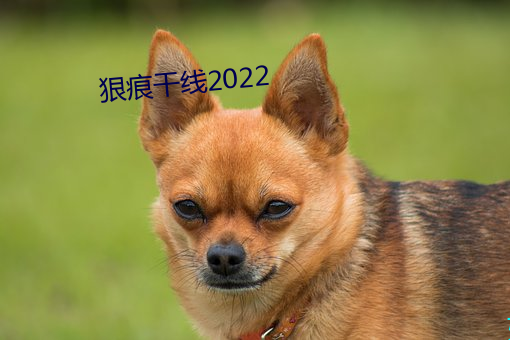 狠(狠)痕干线(線)2022