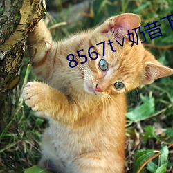 8567t∨奶昔下载