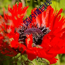 國內精自線一二區芒果585