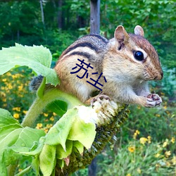 苏尘 （飞刍挽粟）