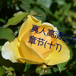 真人高清实拍女处被破的视频最新章节(十T) （根连株拔）