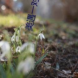 美遇一对一app （牛马）
