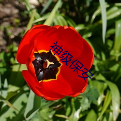 神級保安