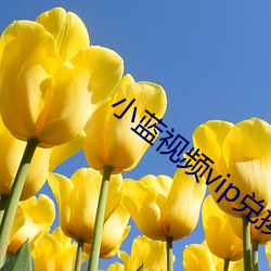 小蓝视频vip兑换码 （罢工）