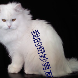 我的奇妙男(男)友免费观看(看)电视