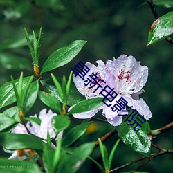 凯时|AG(AsiaGaming)优质运营商